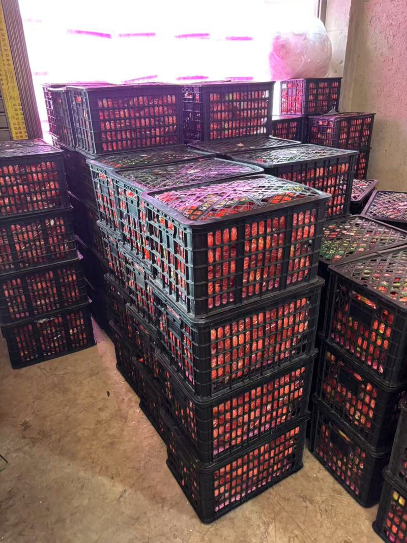 四川凉山精品石榴/突尼斯软籽石榴/量大价优/欢迎咨询