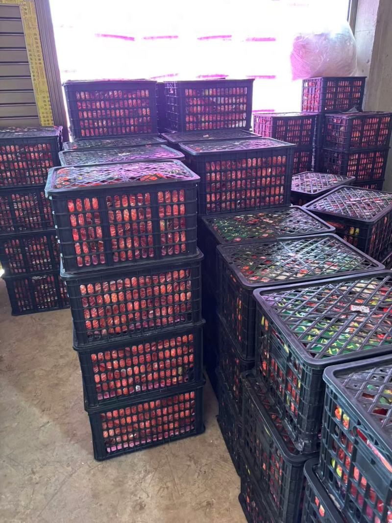 四川凉山精品石榴/突尼斯软籽石榴/量大价优/欢迎咨询