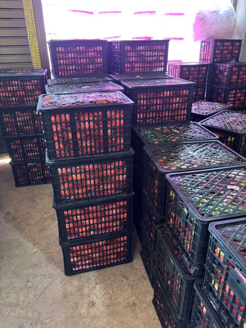 四川凉山精品石榴/突尼斯软籽石榴/量大价优/欢迎咨询
