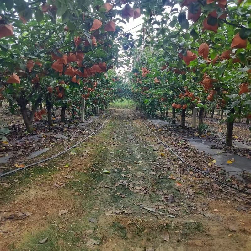秋月梨产地大量出售价格便宜，量大从优对接各种商超市场