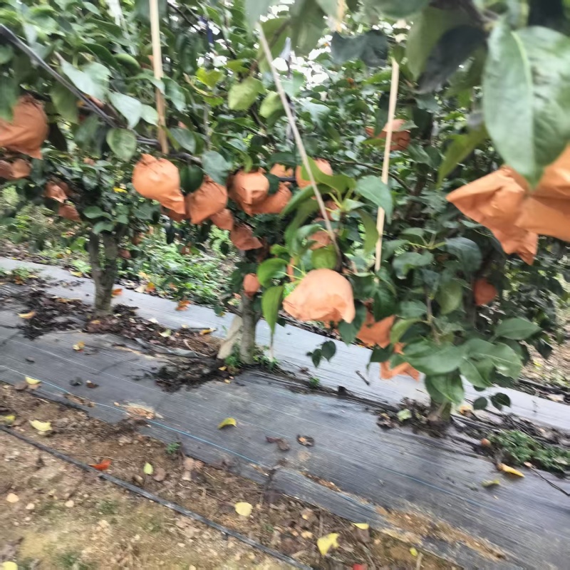 秋月梨产地大量出售价格便宜，量大从优对接各种商超市场