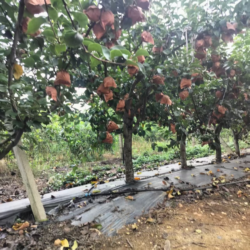 江苏连云港赣榆区石桥秋月梨大量上市量大从优可直接电谈