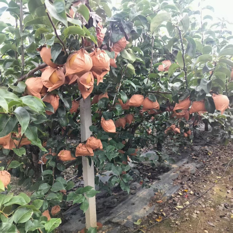 江苏连云港赣榆区石桥秋月梨大量上市量大从优可直接电谈