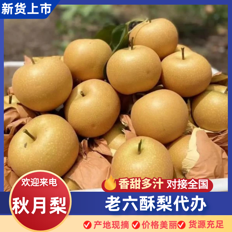 河南秋月梨新鲜上市，产地货源，质量保证量大价优，视频看货