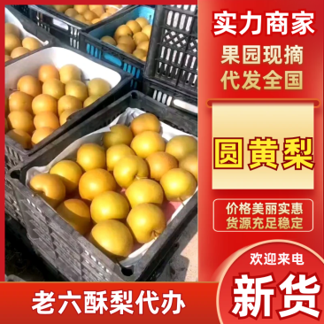 【圆黄梨】宁陵县圆黄梨大量上市光果圆黄梨套袋果圆黄梨量大从优