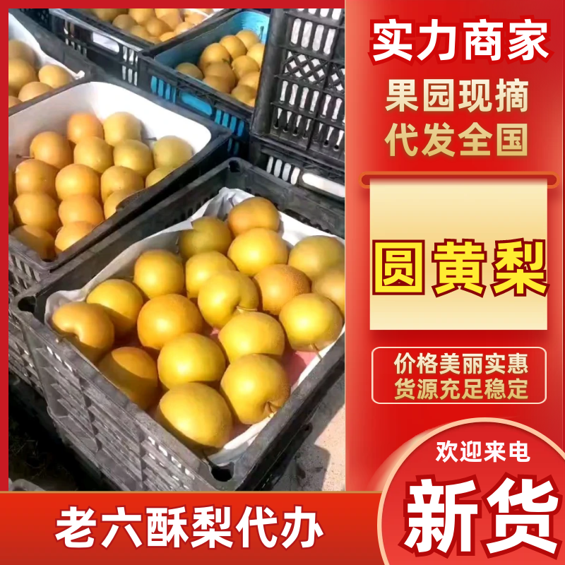 【圆黄梨】宁陵县圆黄梨大量上市光果圆黄梨套袋果圆黄梨量大从优