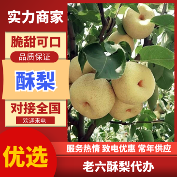 【梨[]宁陵金顶谢花酥梨全国走货产地一手货源商超品