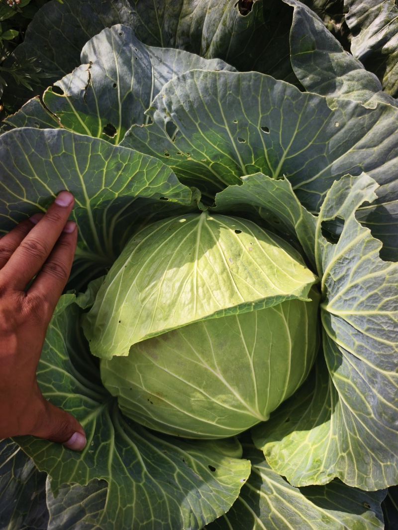 四川甘洛甘蓝圆包菜产地一手货源大量走货欢迎随时联系