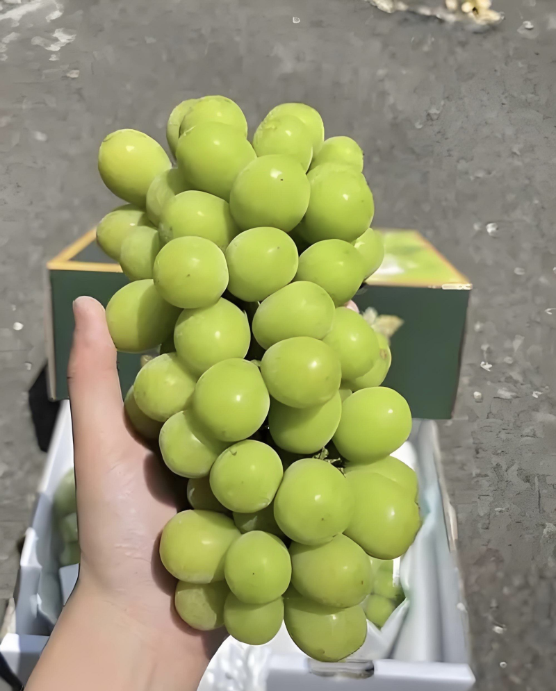 【精选】陕西渭南阳光玫瑰葡萄产地直供代发全国欢迎咨询