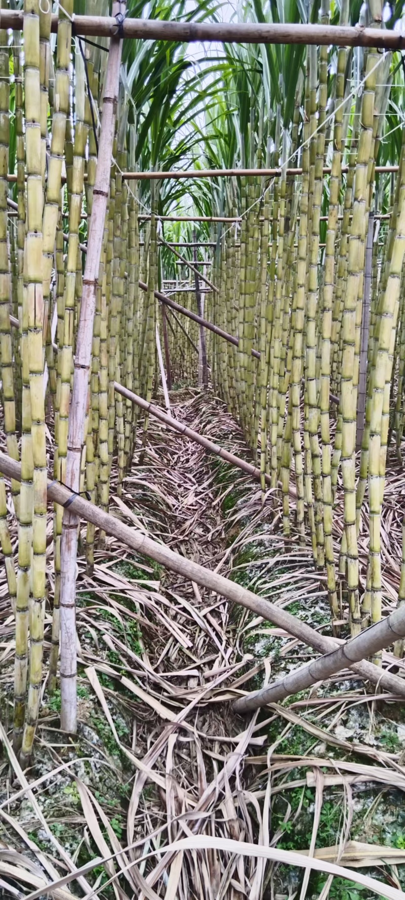 广东韶关黄皮甘蔗脆甜多汁整车走货量大从优欢迎采购热卖中