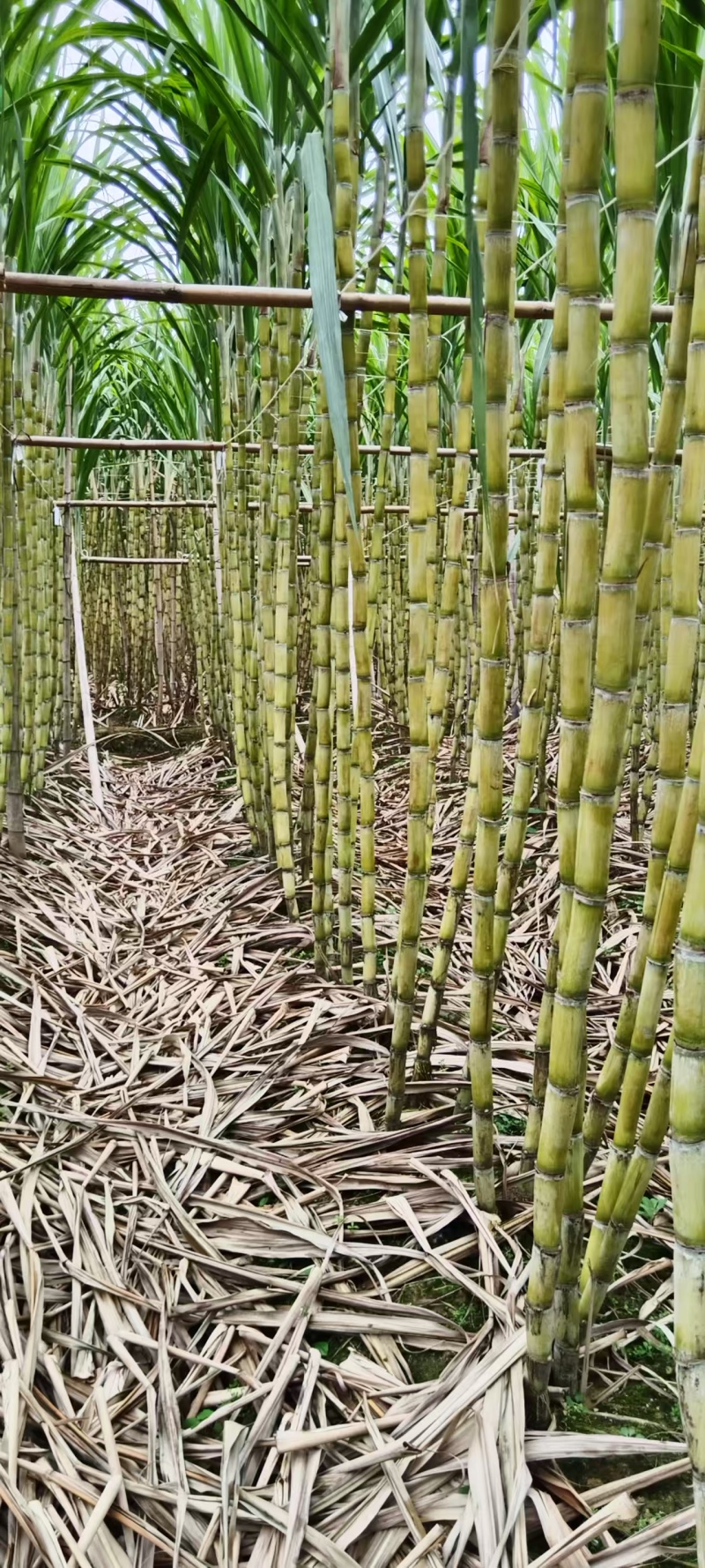 广东韶关黄皮甘蔗脆甜多汁整车走货量大从优价格美丽质量好