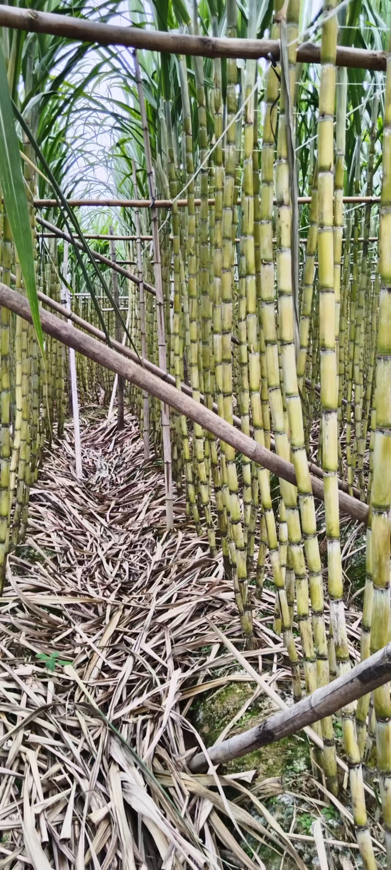 广东韶关黄皮甘蔗脆甜多汁整车走货量大从优价格美丽质量好
