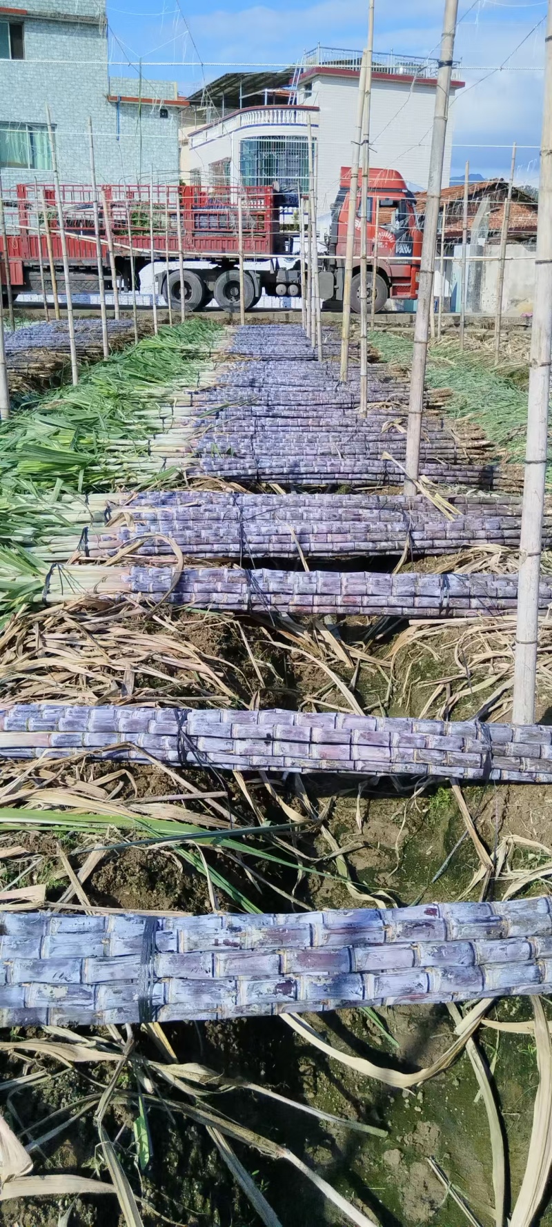 广东韶关黑皮甘蔗脆甜多汁整车走货价格美丽质量好走货快热卖