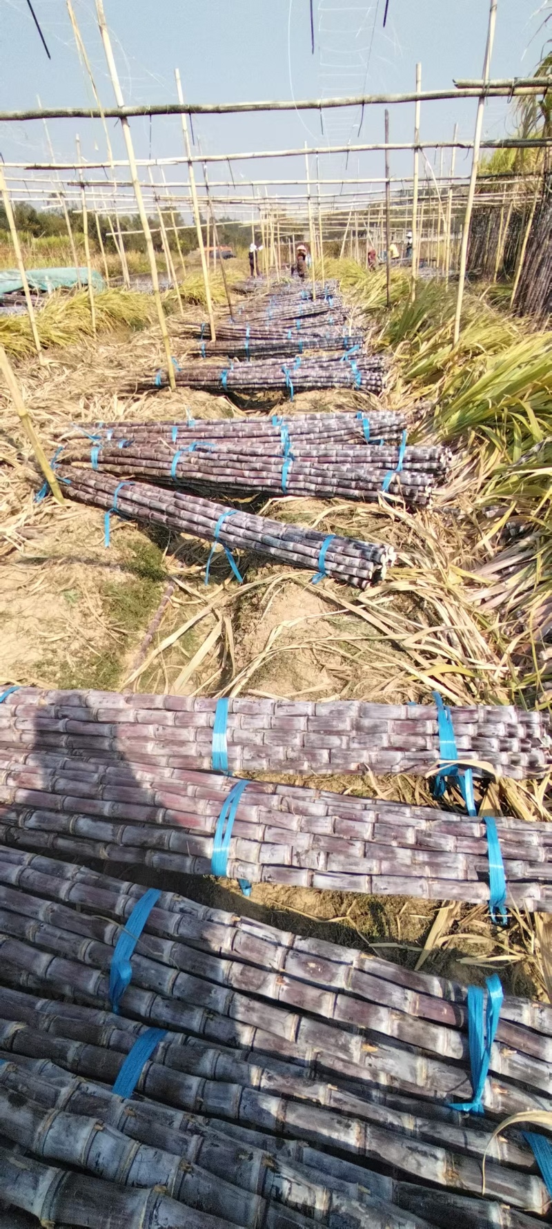 广东韶关黑皮甘蔗，清甜多汁价格美丽质量好走货快欢迎询价