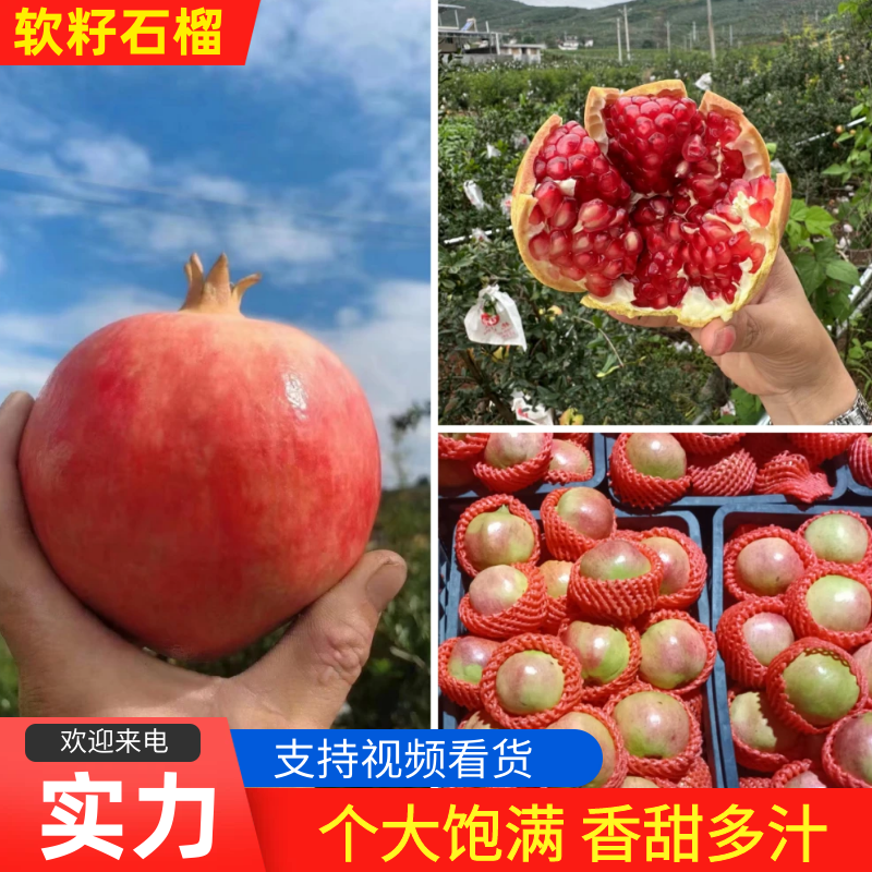 软籽石榴四川石榴产地一手货源提供一条龙服务