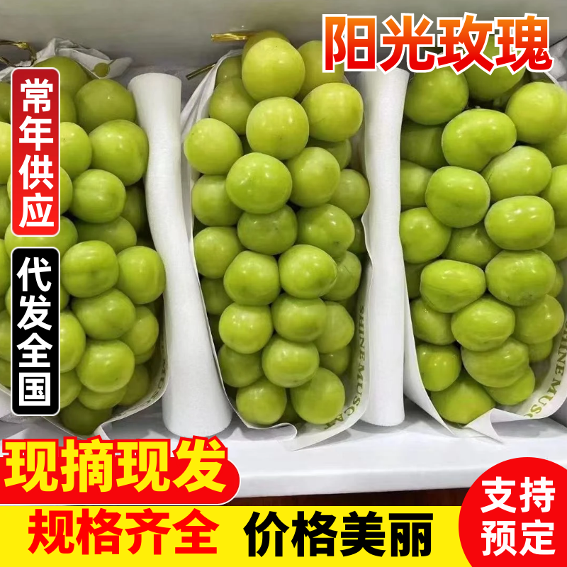 阳光玫瑰河北阳光玫瑰基地直发供应全国市场商超