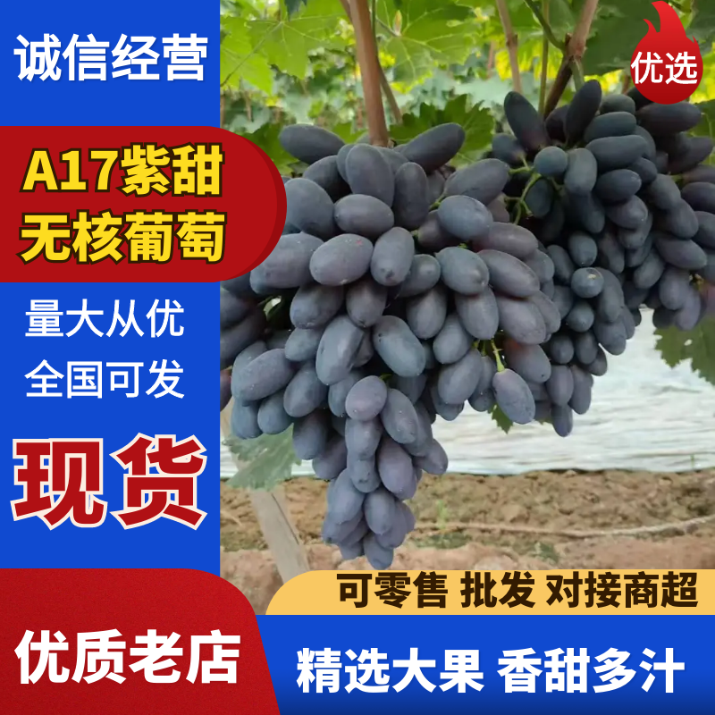 【实力供货】河北葡萄A17紫甜无核葡萄基地直发欢迎咨询