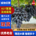 【A17紫甜无核葡萄】衡水葡萄基地直供对接全国市场电商