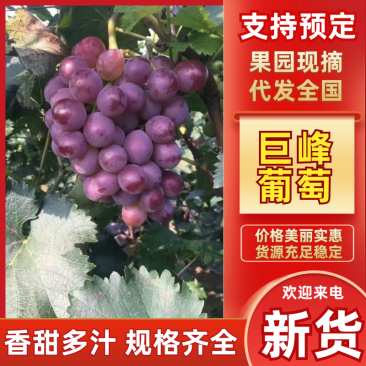 【巨峰葡萄】河北巨峰葡萄基地直供量大从优代发全国市场