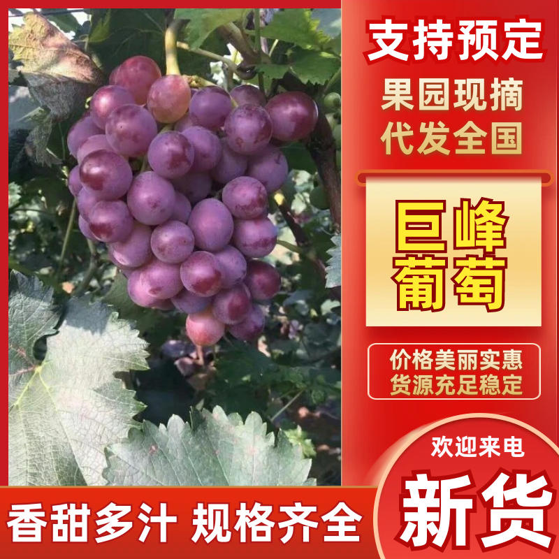 【巨峰葡萄】河北巨峰葡萄基地直供量大从优代发全国市场