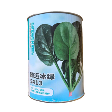 腾运冰绿5413耐寒菠菜种子中熟大叶菠菜种子深墨绿油亮