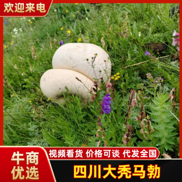 四川大秃马勃品质保证诚信经营欢迎联系