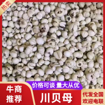四川高海拔松贝母有需要的老板订购