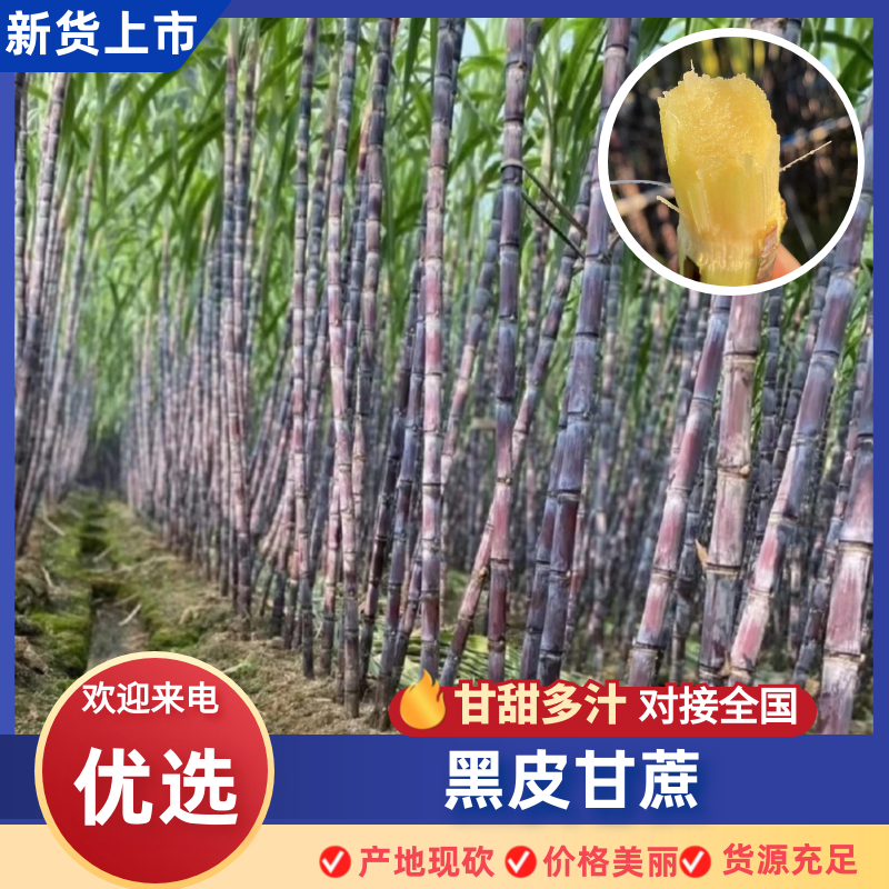 黑皮甘蔗广西黑皮甘蔗广西甘蔗脆甜多汁基地现砍现发