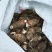江西红芽芋头基地直销量大质优价格优惠支持视频看货