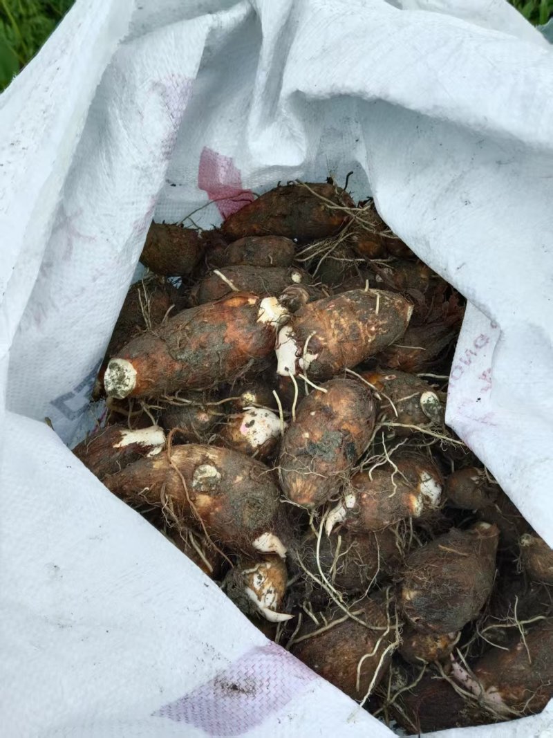 江西红芽芋头基地直销量大质优价格优惠支持视频看货