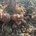 江西红芽芋头基地直销量大质优价格优惠支持视频看货