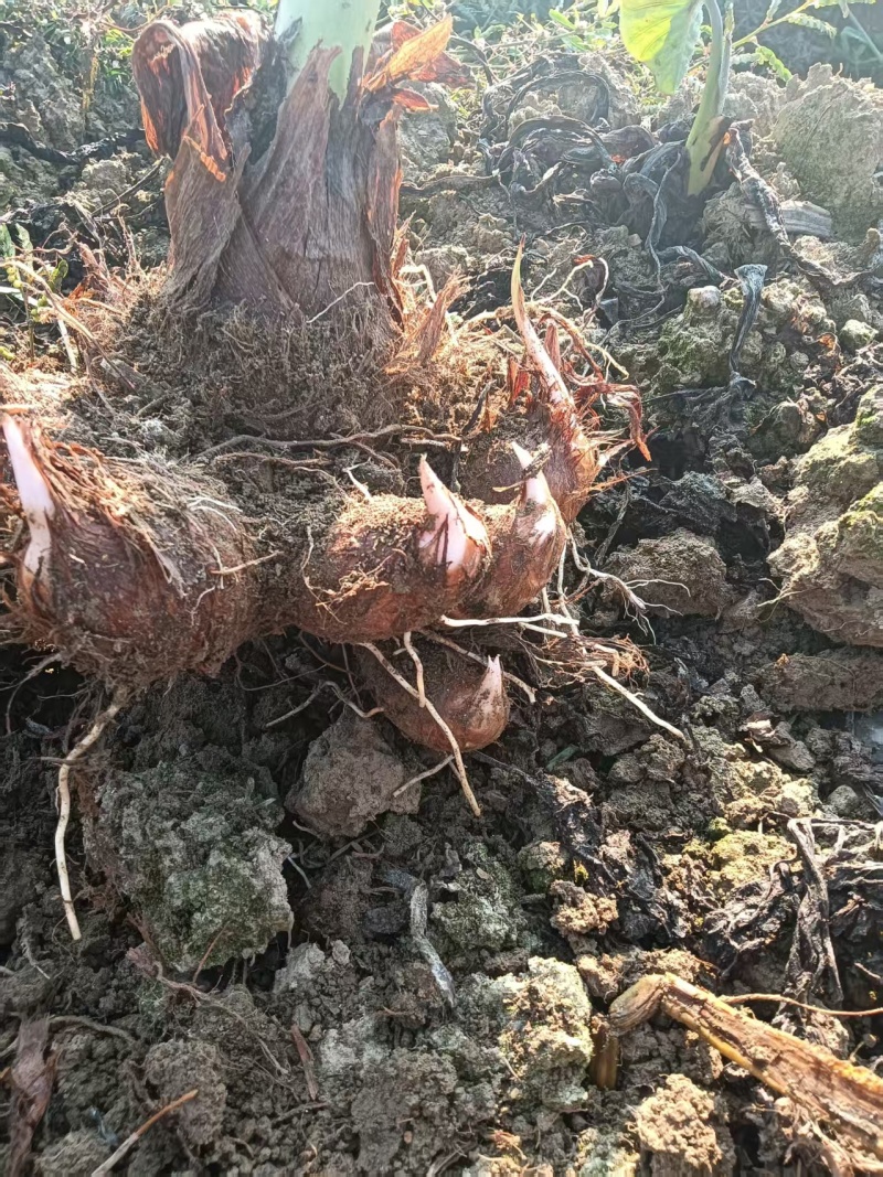 江西红芽芋头基地直销量大质优价格优惠支持视频看货