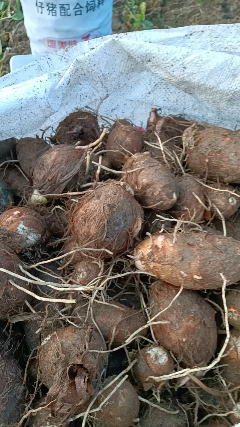【热卖】红芽芋头量大质优价格优惠基地直销欢迎咨询采购