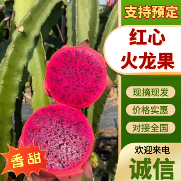 【云南火龙果】红心火龙果货源充足持续供应对接市场电商