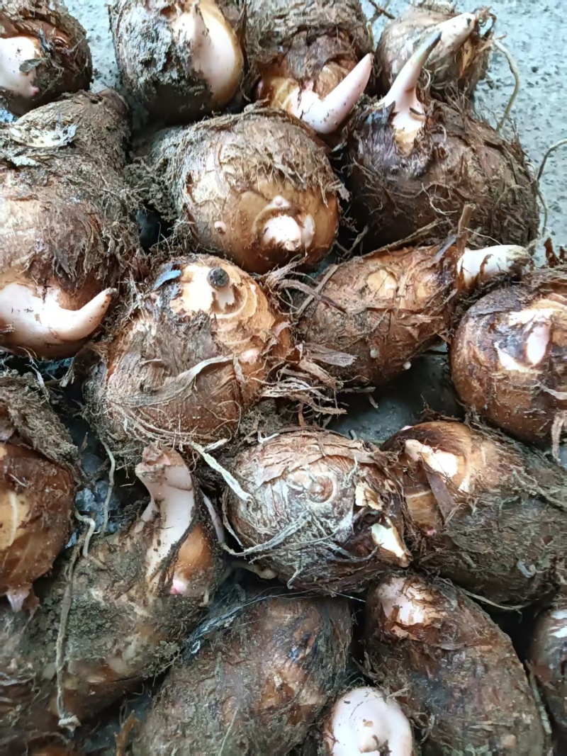 【热卖】红芽芋头量大质优价格优惠基地直销欢迎咨询采购