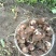 【热卖】红芽芋头量大质优价格优惠基地直销欢迎咨询采购