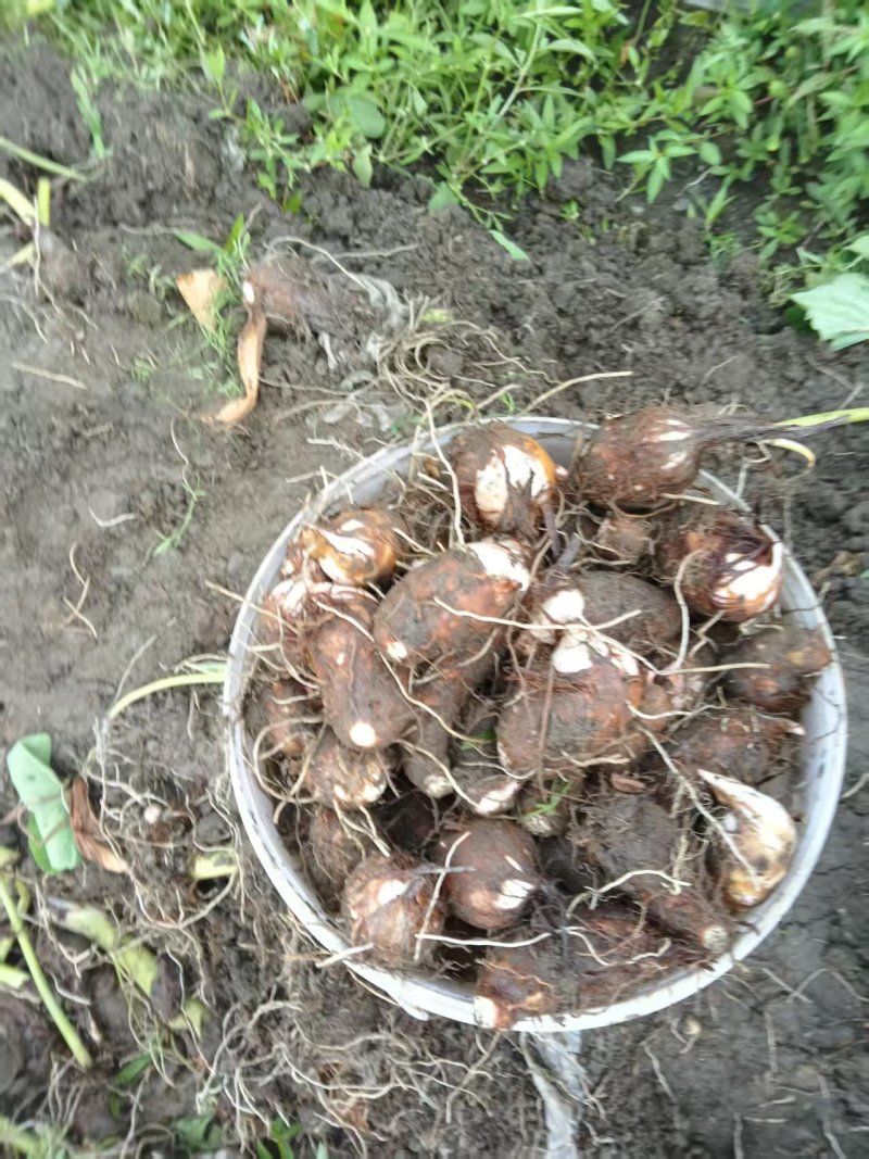 【热卖】红芽芋头量大质优价格优惠基地直销欢迎咨询采购