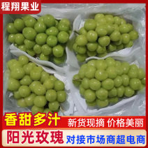 《阳光玫瑰》河北晴王葡萄阳光玫瑰颗粒均匀一手货源全国代发
