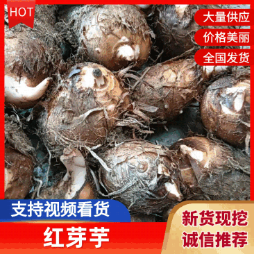 【热卖】红芽芋头量大质优价格优惠基地直销欢迎咨询采购