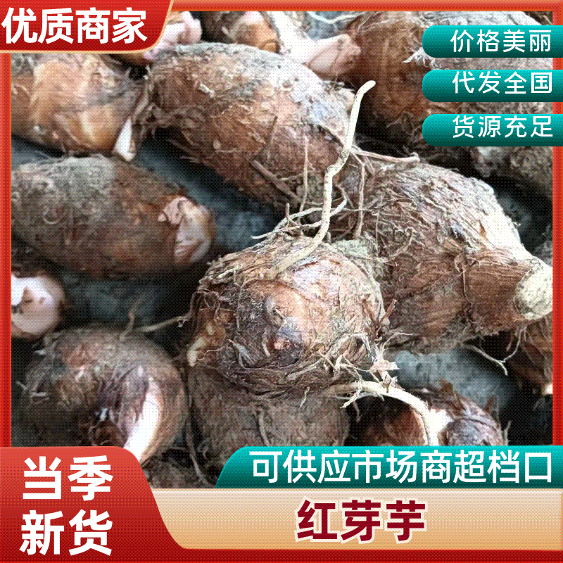 江西红芽芋头基地直销量大质优价格优惠支持视频看货