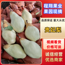 【新品有货】香蕉梨贵妃梨产地直供进店咨询欢迎下单