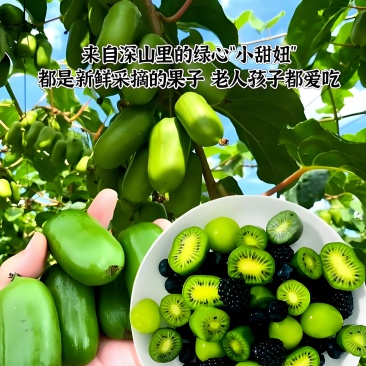 【省内包邮】软枣猕猴桃一件代发3斤装5斤装按需包装