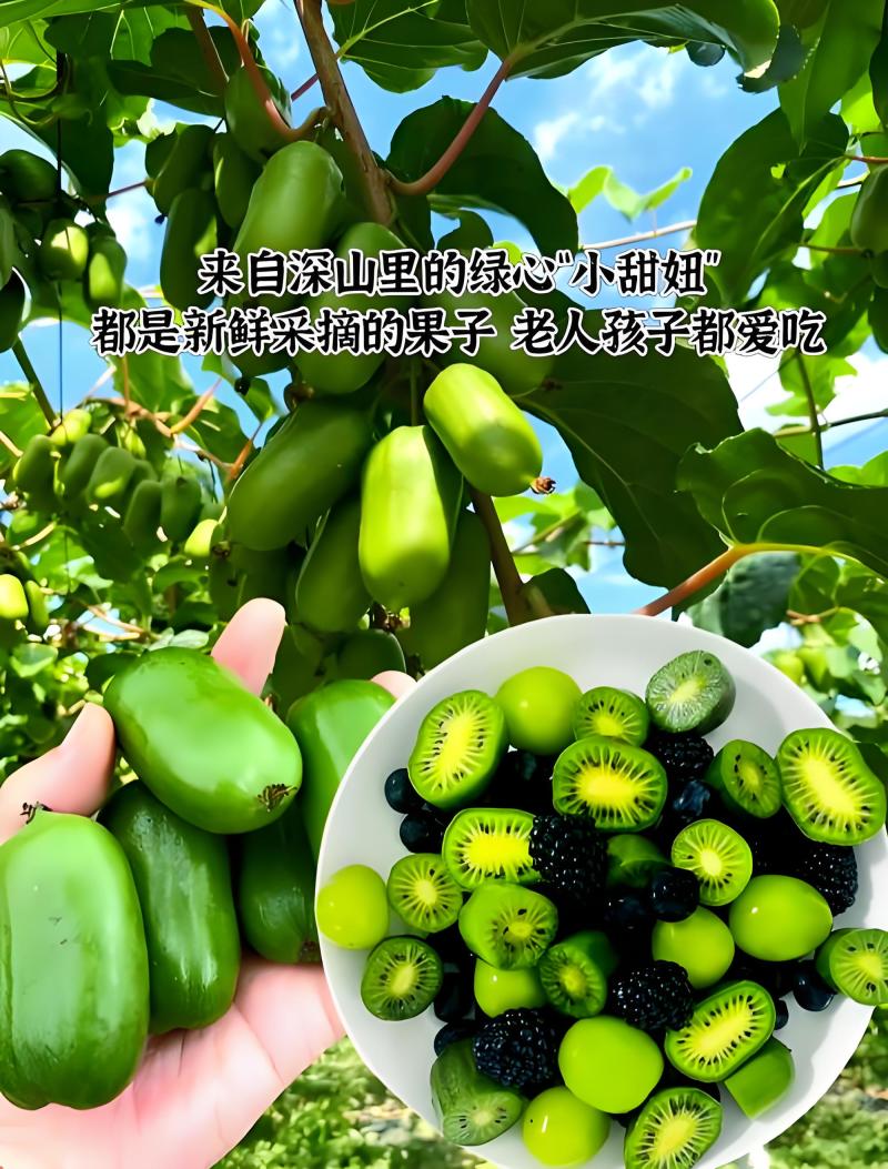 【省内包邮】软枣猕猴桃一件代发3斤装5斤装按需包装