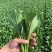 【实力代办】山东菏泽曹县菜芯青菜苔产地直供欢迎来电