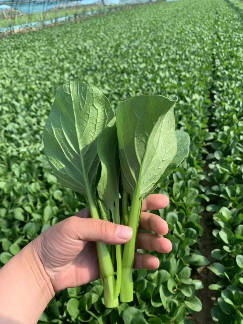 【实力代办】山东菏泽曹县菜芯青菜苔产地直供欢迎来电