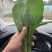 【实力代办】山东菏泽曹县菜芯青菜苔产地直供欢迎来电