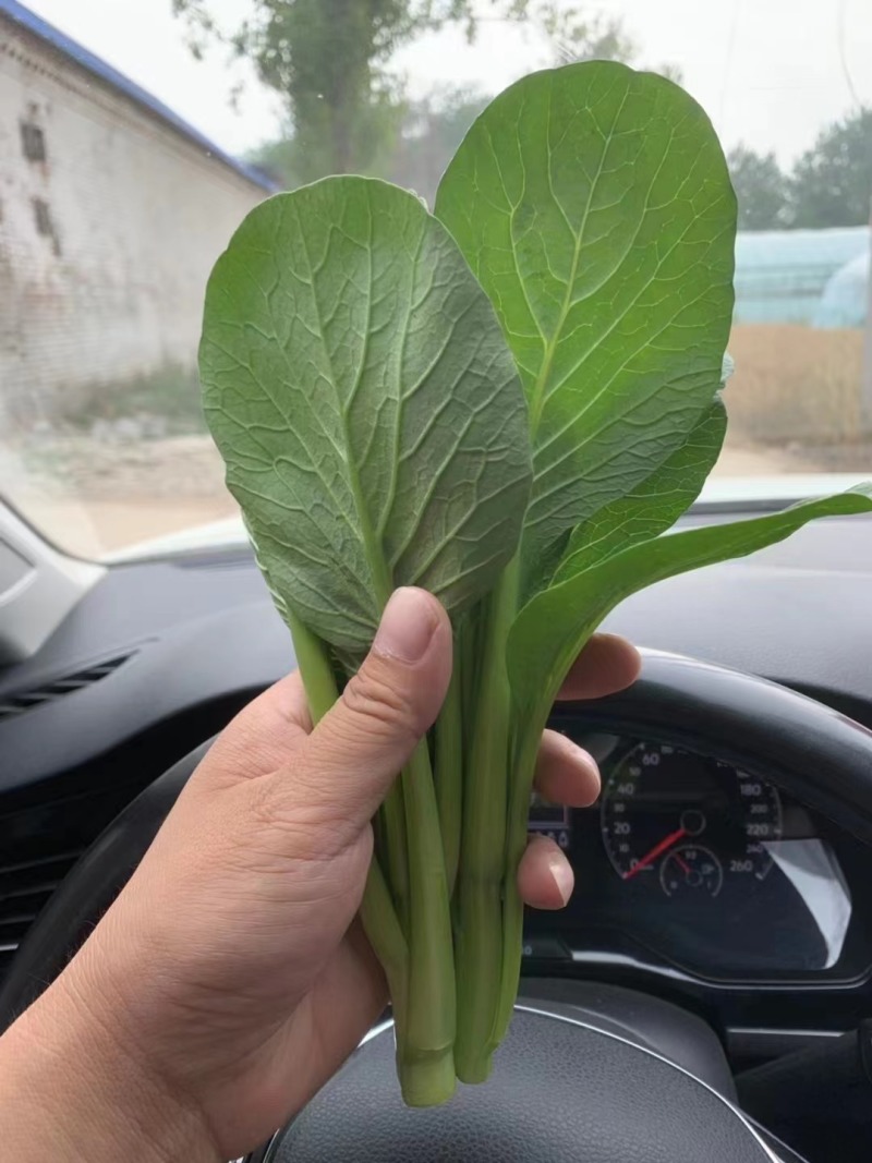 【实力代办】山东菏泽曹县菜芯青菜苔产地直供欢迎来电