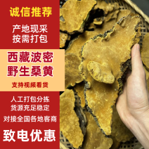 桑树桑黄西藏察隅金边桑树桑黄高货正西藏察隅精选，贵一点好