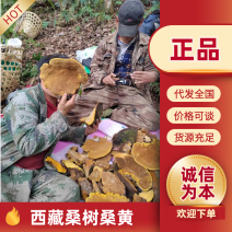 包邮西藏桑黄正宗金边桑树桑黄包化验检测贵一点更放心