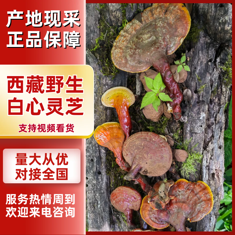 西藏松杉灵芝白心灵芝虫草味灵芝纯野生新货干货